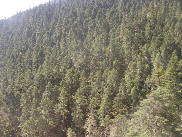 亚高山针叶林 亚高山针叶林
