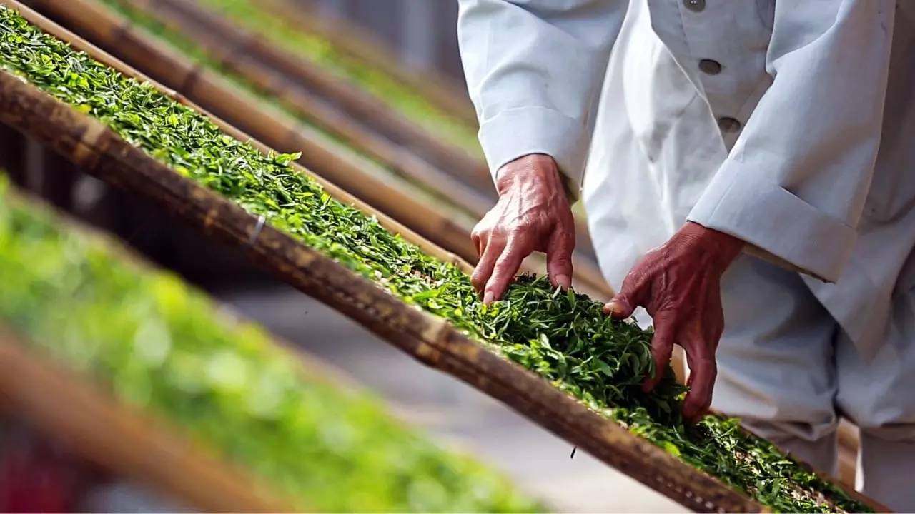 资溪白茶 资溪白茶