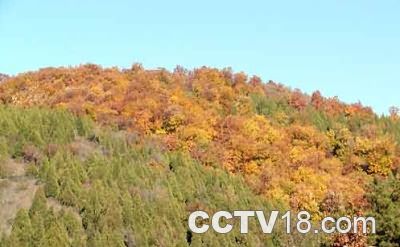 九龙县治遗址 九龙县治遗址