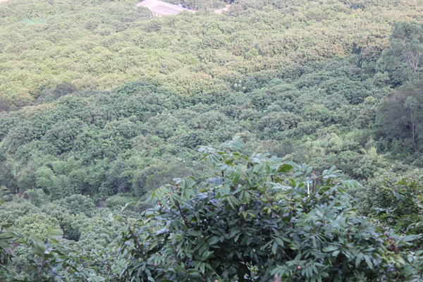 同安西山岩 同安西山岩