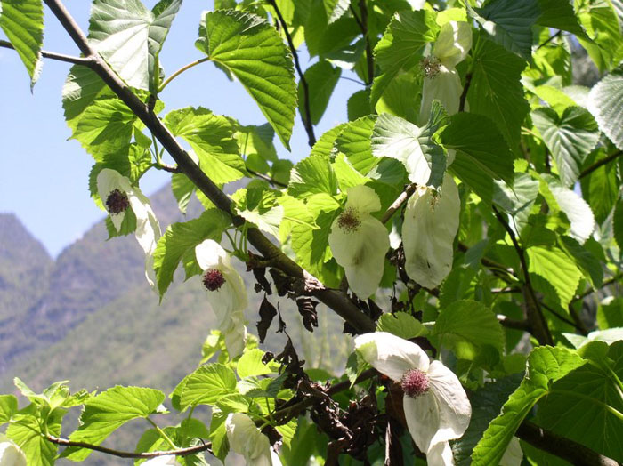 光叶珙桐-国家一级保护植物 光叶珙桐-国家一级保护植物