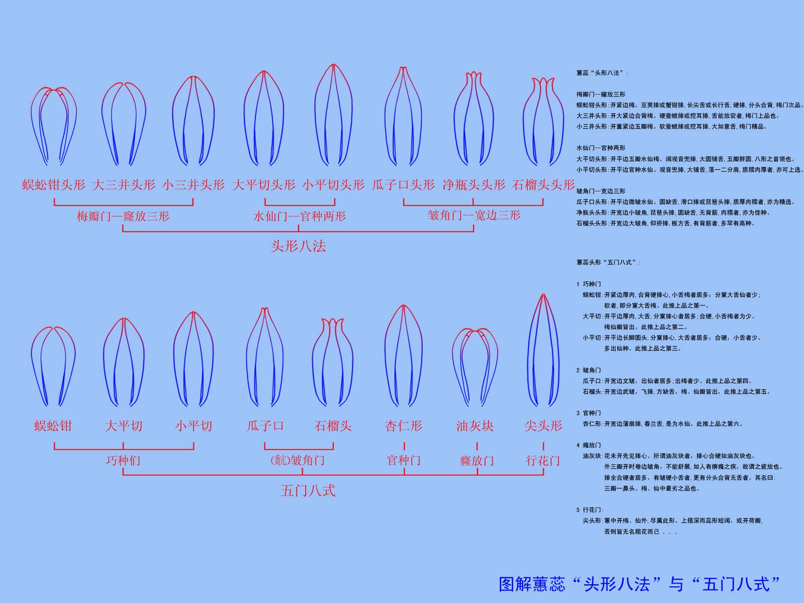 蕙兰五门八式与头型八法图解 蕙兰五门八式与头型八法图解