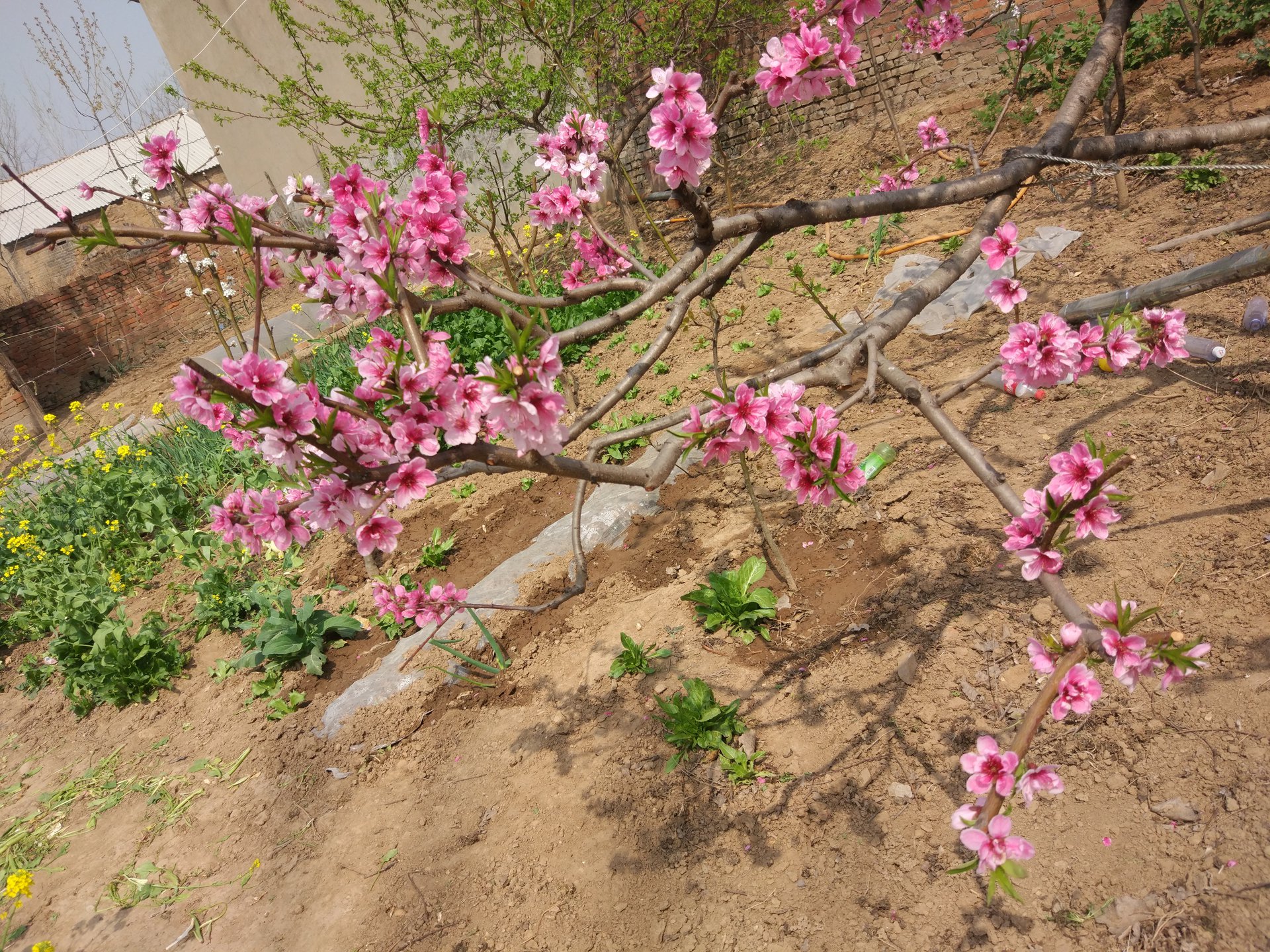 桃花 桃花