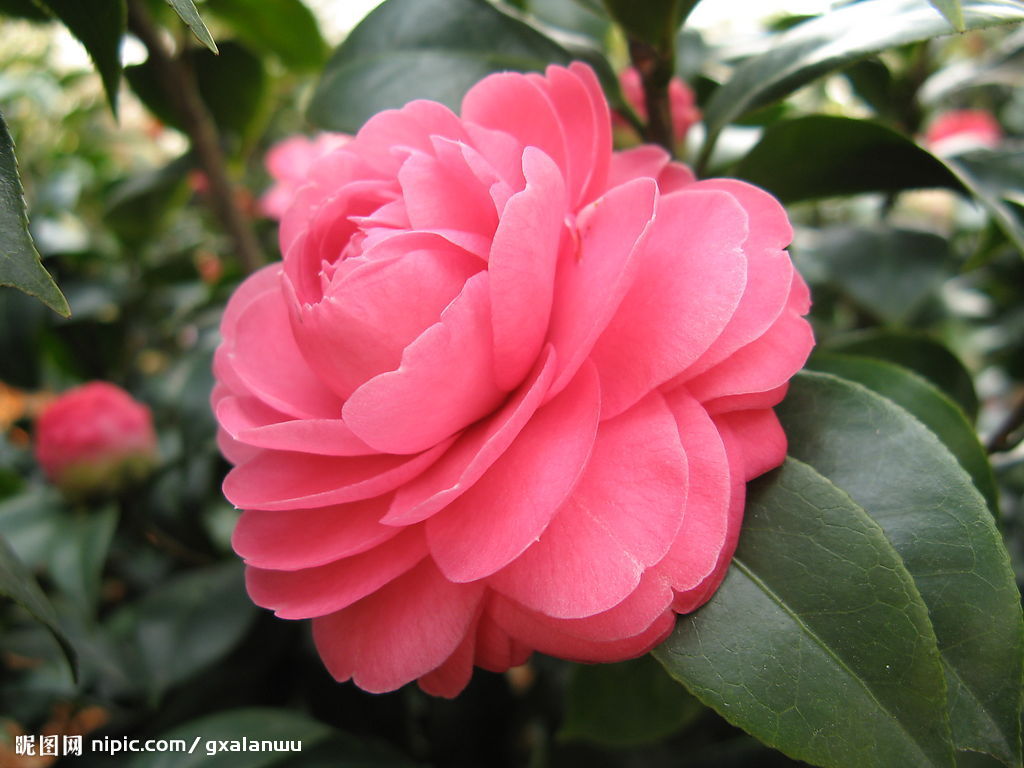 山茶花 山茶花