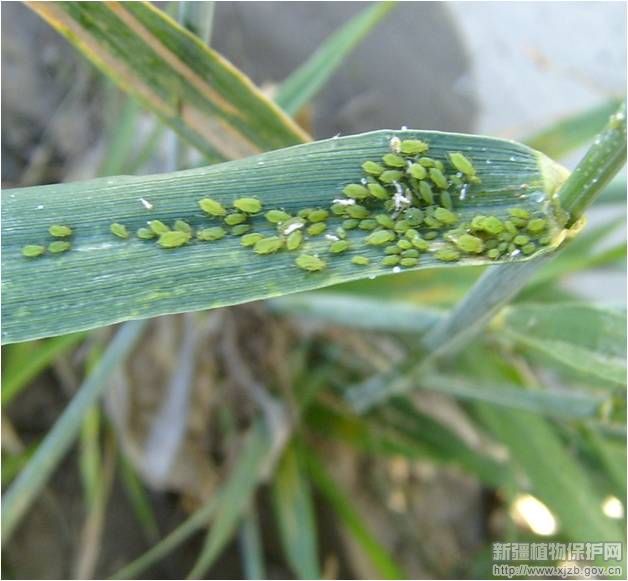 冰草麦蚜 冰草麦蚜