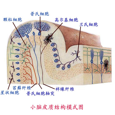 中枢神经系统 中枢神经系统