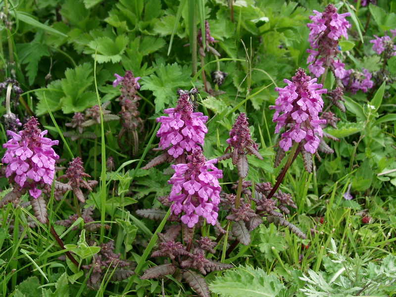 马先蒿属-穗花马先蒿(图4) 马先蒿属-穗花马先蒿(图4)