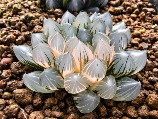 霓虹灯玉露 霓虹灯玉露