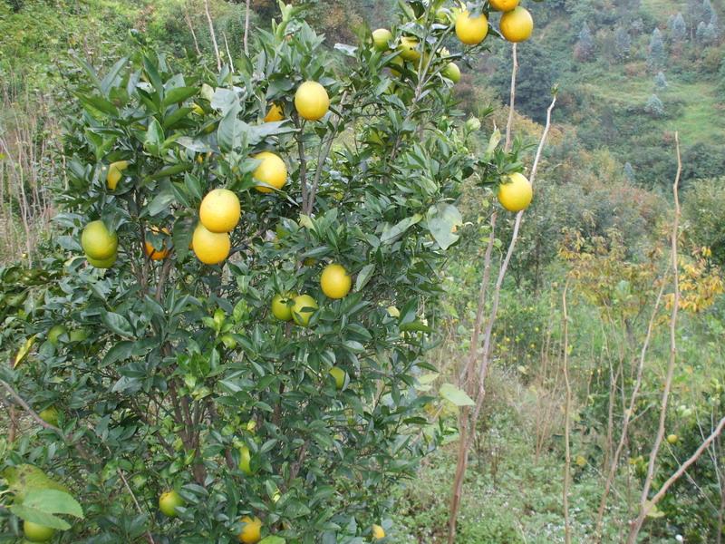 黄果树 黄果树