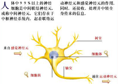 神经元 神经元