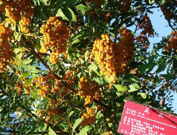 花楸树家系HBYSopoh023 花楸树家系HBYSopoh023