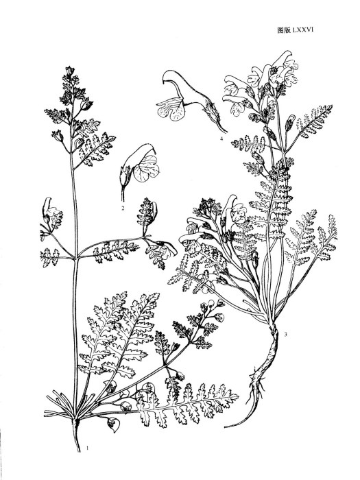 隐花马先蒿隐花亚种 隐花马先蒿隐花亚种
