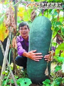 黑皮冬瓜 黑皮冬瓜