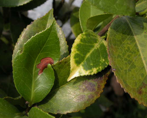 山茶花炭疽病 山茶花炭疽病