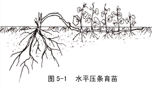 压条 压条