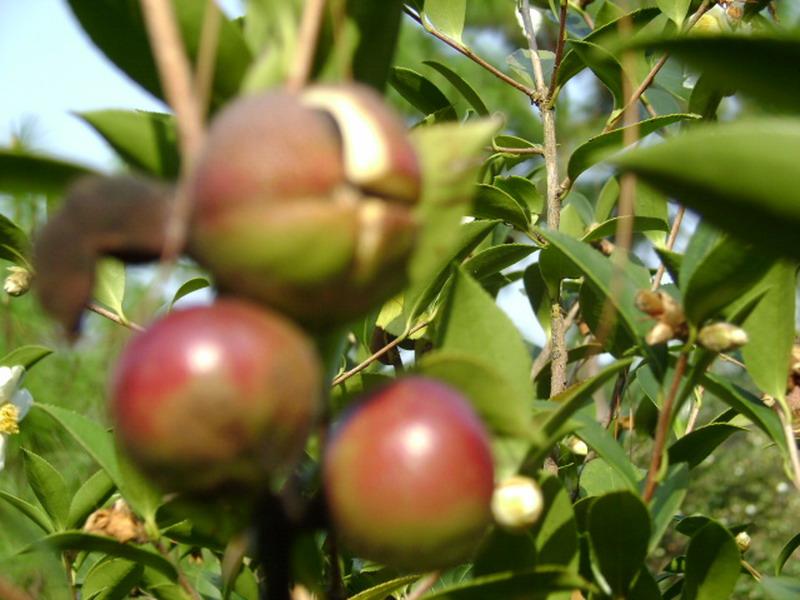 油茶 油茶