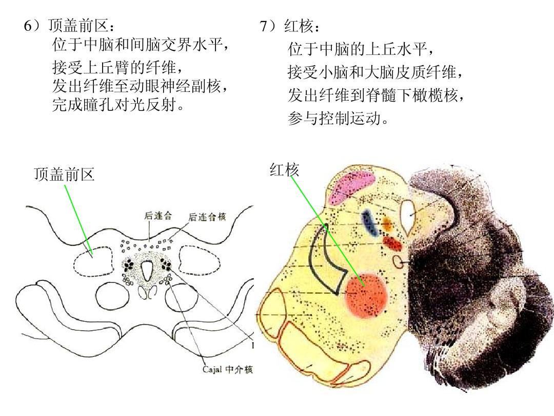红核综合徵 红核综合徵