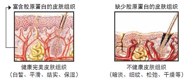 鱼尾纹产生机理 鱼尾纹产生机理
