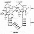 云芝糖肽(云芝糖肽) 云芝糖肽(云芝糖肽)