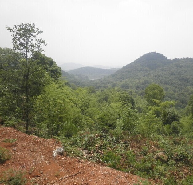 大岩山 大岩山