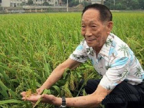 袁隆平国际杂交水稻种业硅谷项目 袁隆平国际杂交水稻种业硅谷项目