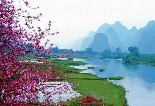 丁香花(双子叶植物药桃金孃科药用丁香) 丁香花(双子叶植物药桃金孃科药用丁香)