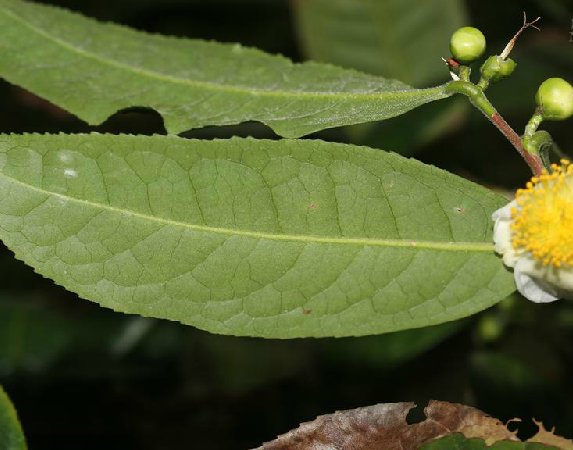普洱茶(中药) 普洱茶(中药)