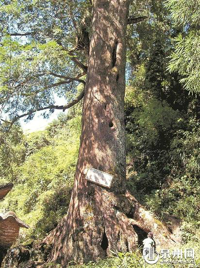 福鼎村 福鼎村