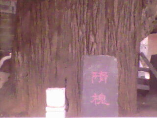 隋槐 隋槐