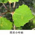 塔形小叶杨 塔形小叶杨