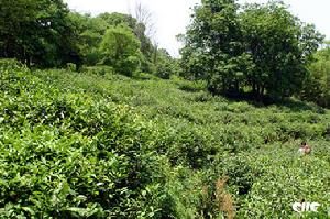 白豪银针茶 白豪银针茶