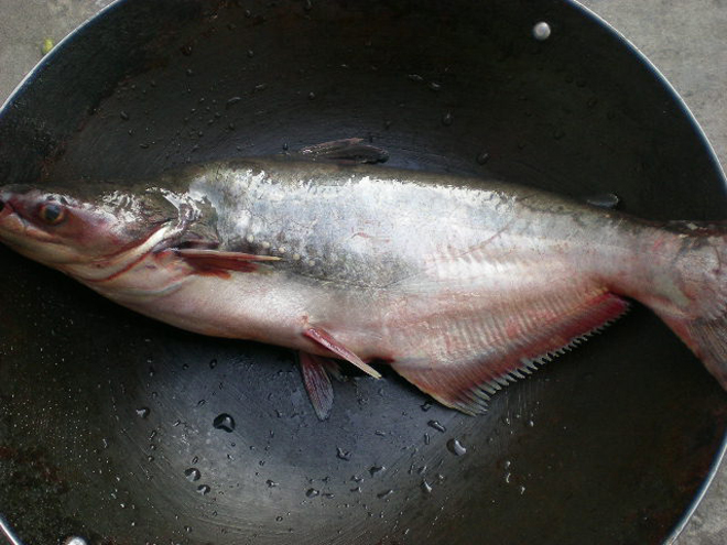 湄公鱼 湄公鱼