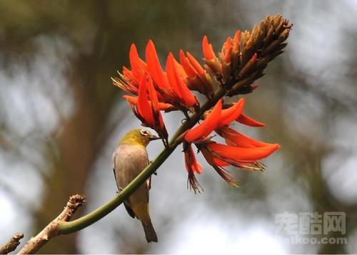 刺桐花 刺桐花