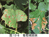 葡萄(葡萄属植物) 葡萄(葡萄属植物)