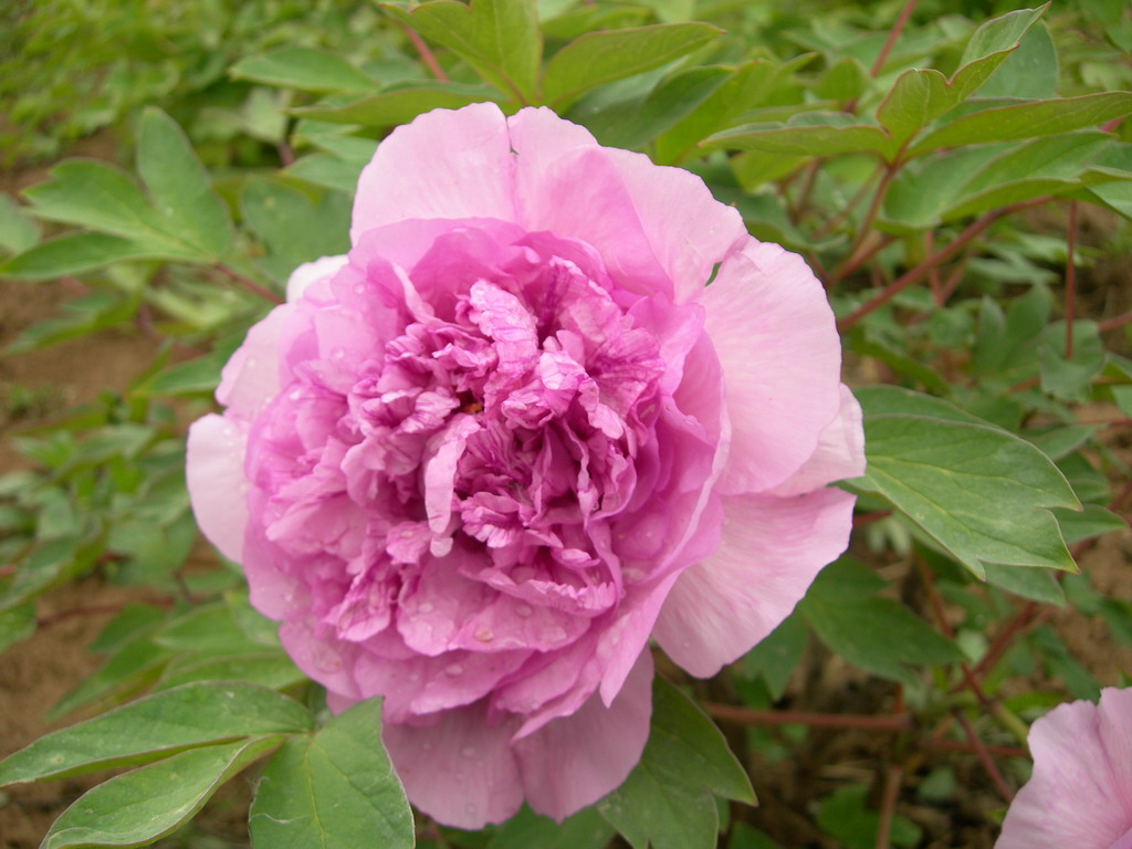 蓝玉(芍药属牡丹栽培品种) 蓝玉(芍药属牡丹栽培品种)
