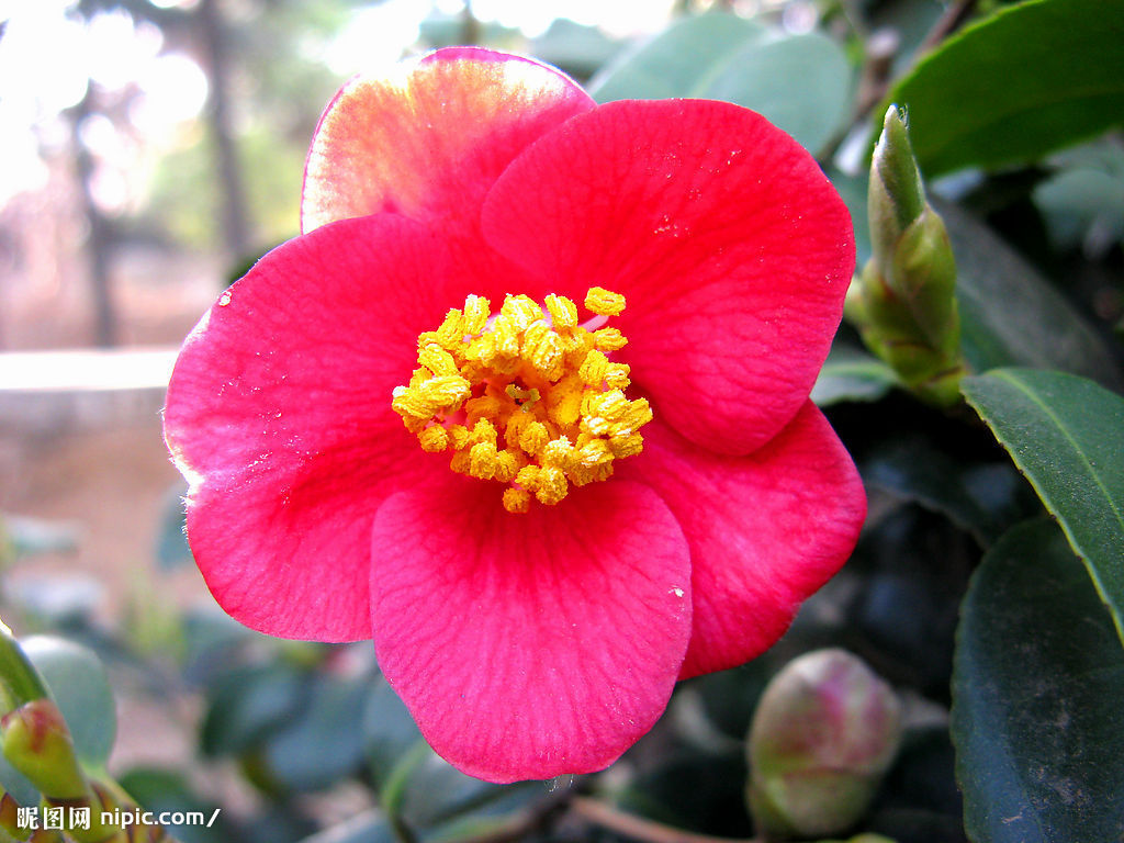 山茶花 山茶花