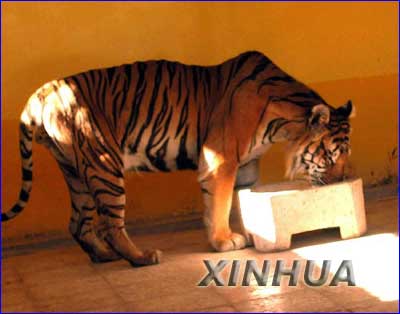 乌代·海珊 乌代·海珊