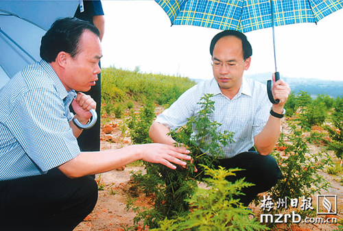 汤南镇 汤南镇