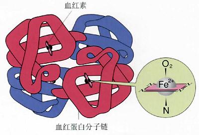 血常规血白细胞偏高 血常规血白细胞偏高