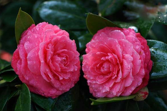 山茶花 山茶花