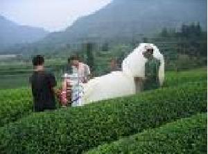 白毛猴茶 白毛猴茶