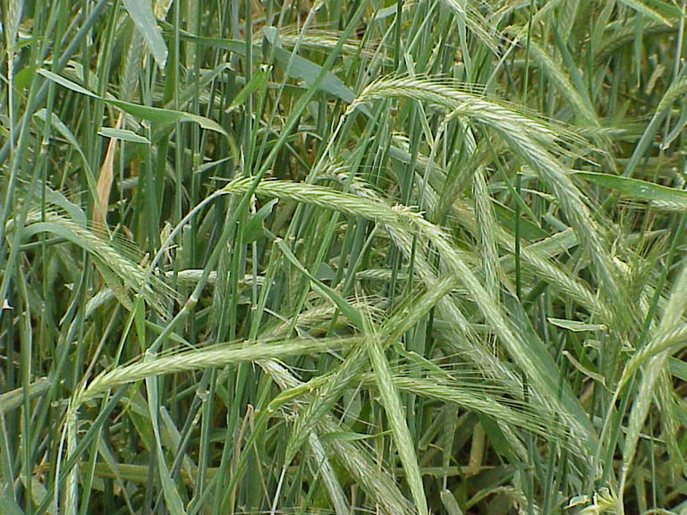 黑麦 黑麦