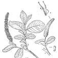 贡山柳 贡山柳