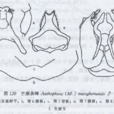 芒康条蜂 芒康条蜂