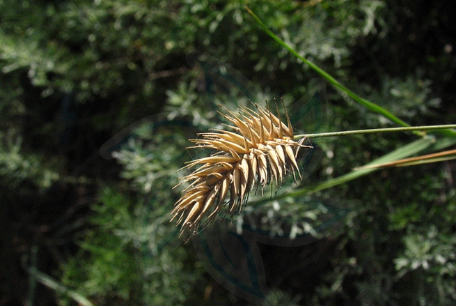冰草 冰草