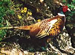 普通雉(Phasianus colchicus) 普通雉(Phasianus colchicus)