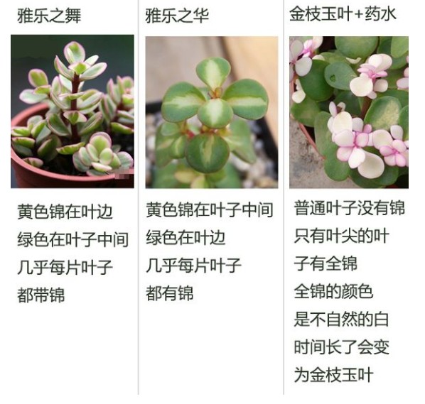 雅乐之华 雅乐之华