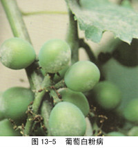 葡萄(葡萄属植物) 葡萄(葡萄属植物)