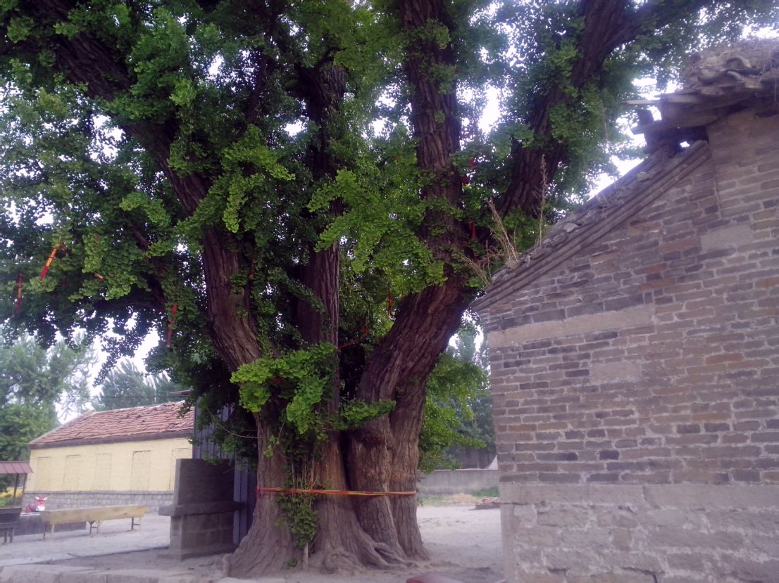 银杏树 银杏树