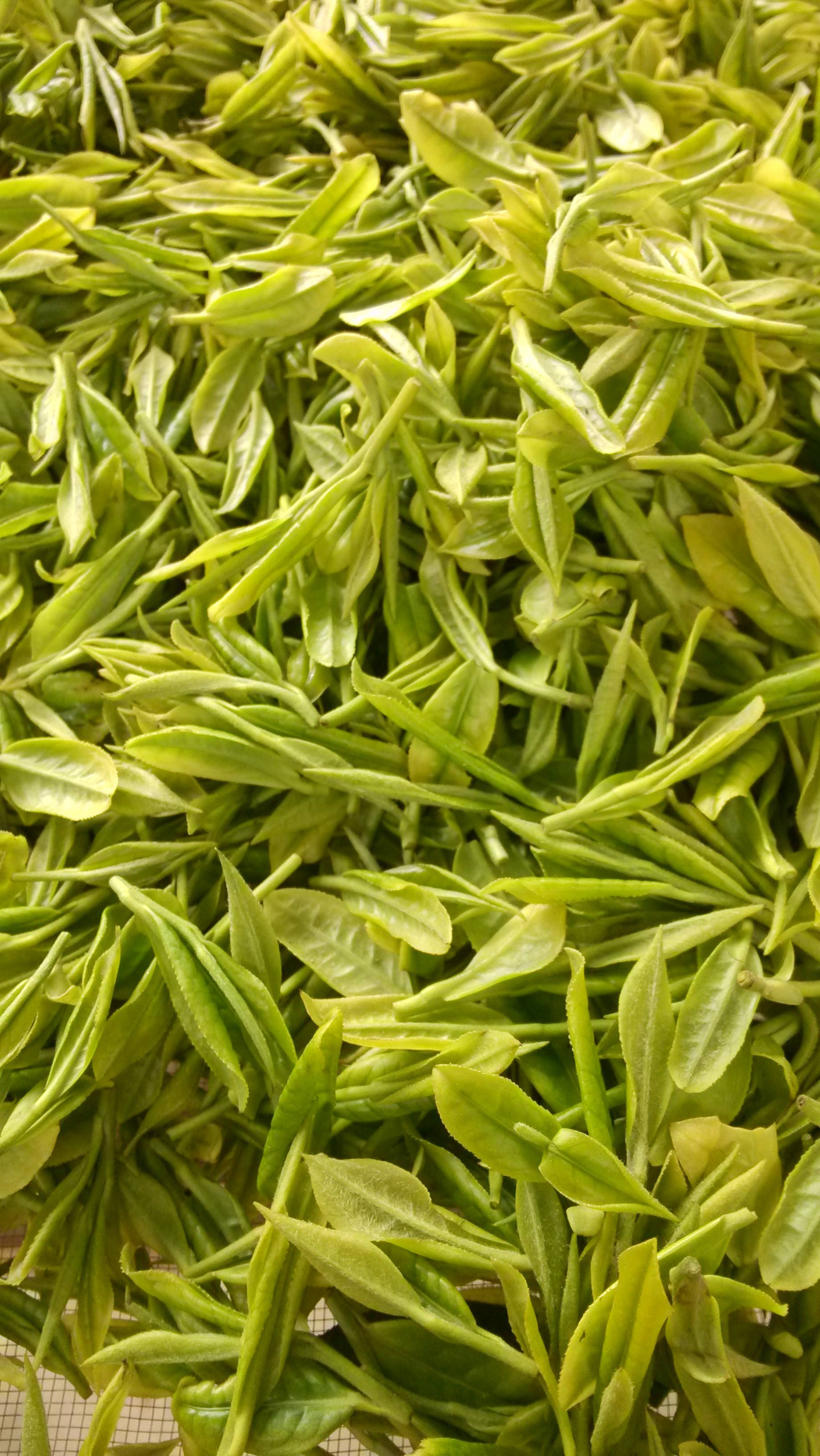 资溪白茶 资溪白茶